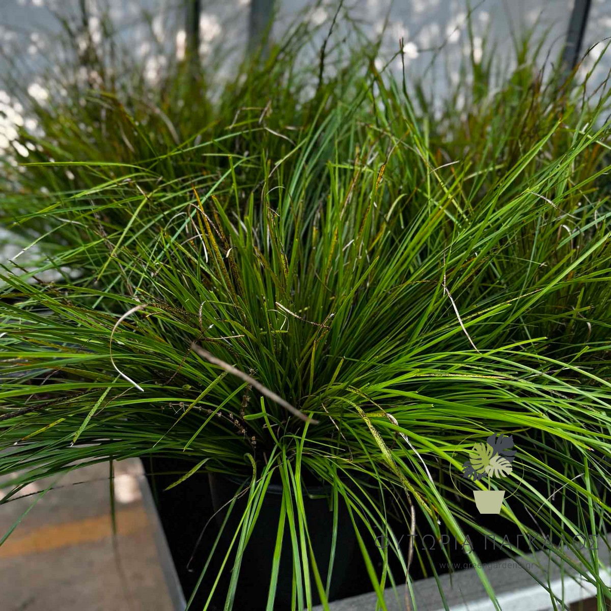 Λομάνδρα (Lomandra longifolia) | Αειθαλές Διακοσμητικό Φυτό για Σύγχρονους Κήπους - 2